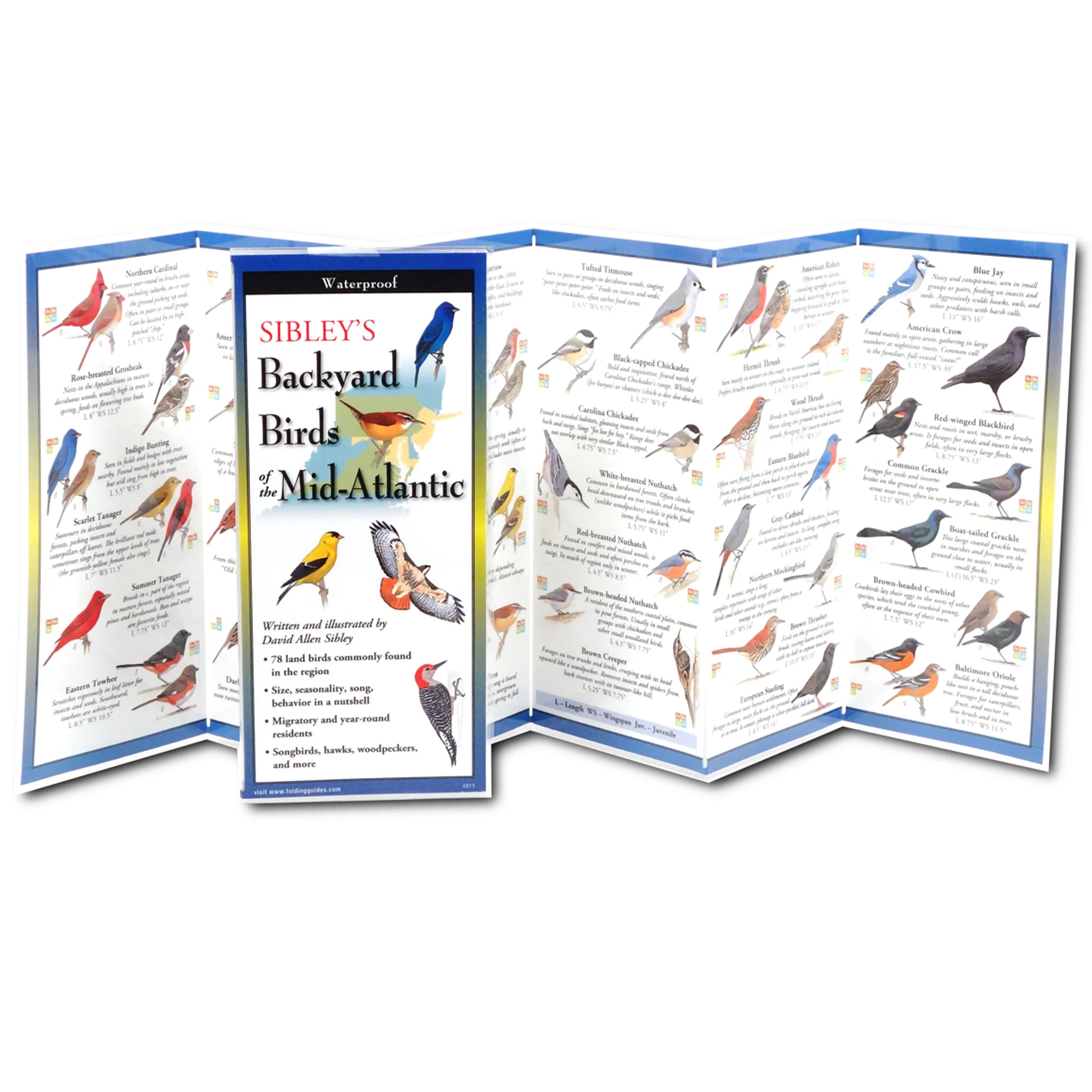 Backyard Birds of the Mid-Atlantic Folding Guide - Image 2