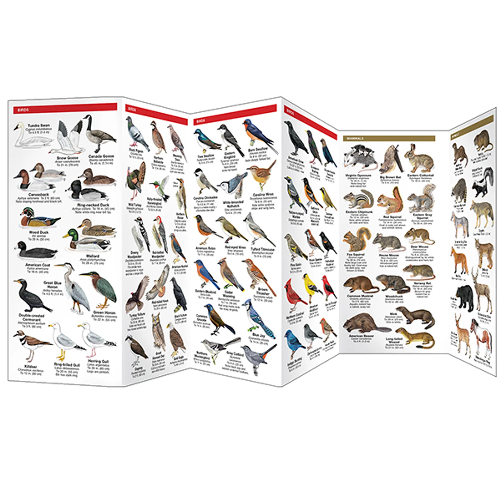 Maryland & DC Wildlife Pocket Naturalist Guide - Image 3