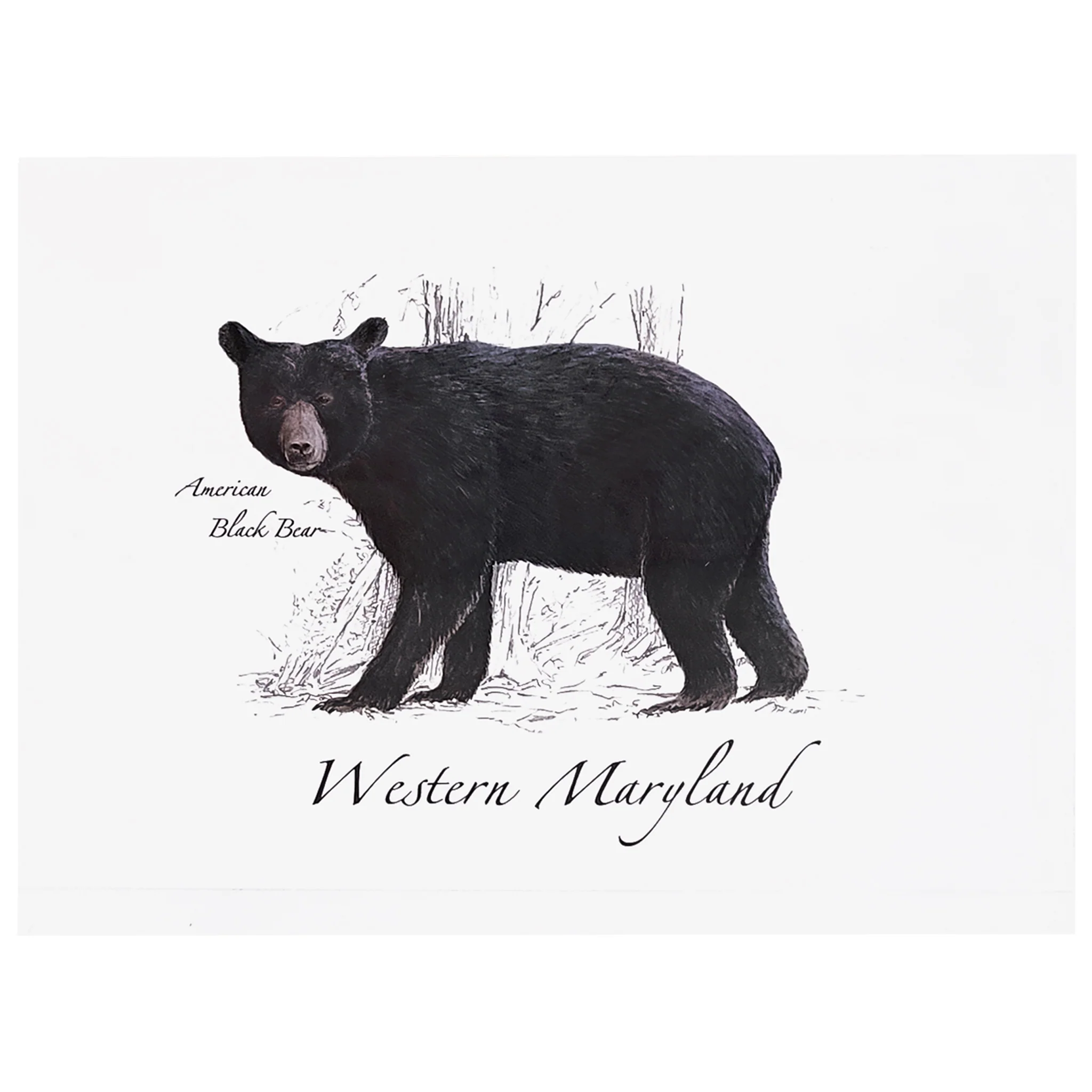 Western Maryland Black Bear Card